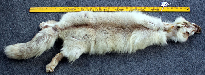 SOLD - Arctic Fox - SOLD - Click Image to Close